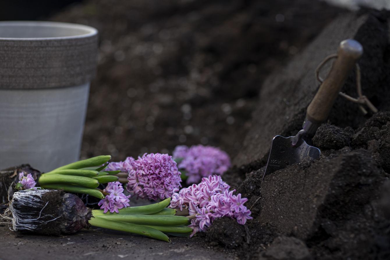 Rosenblads plantering