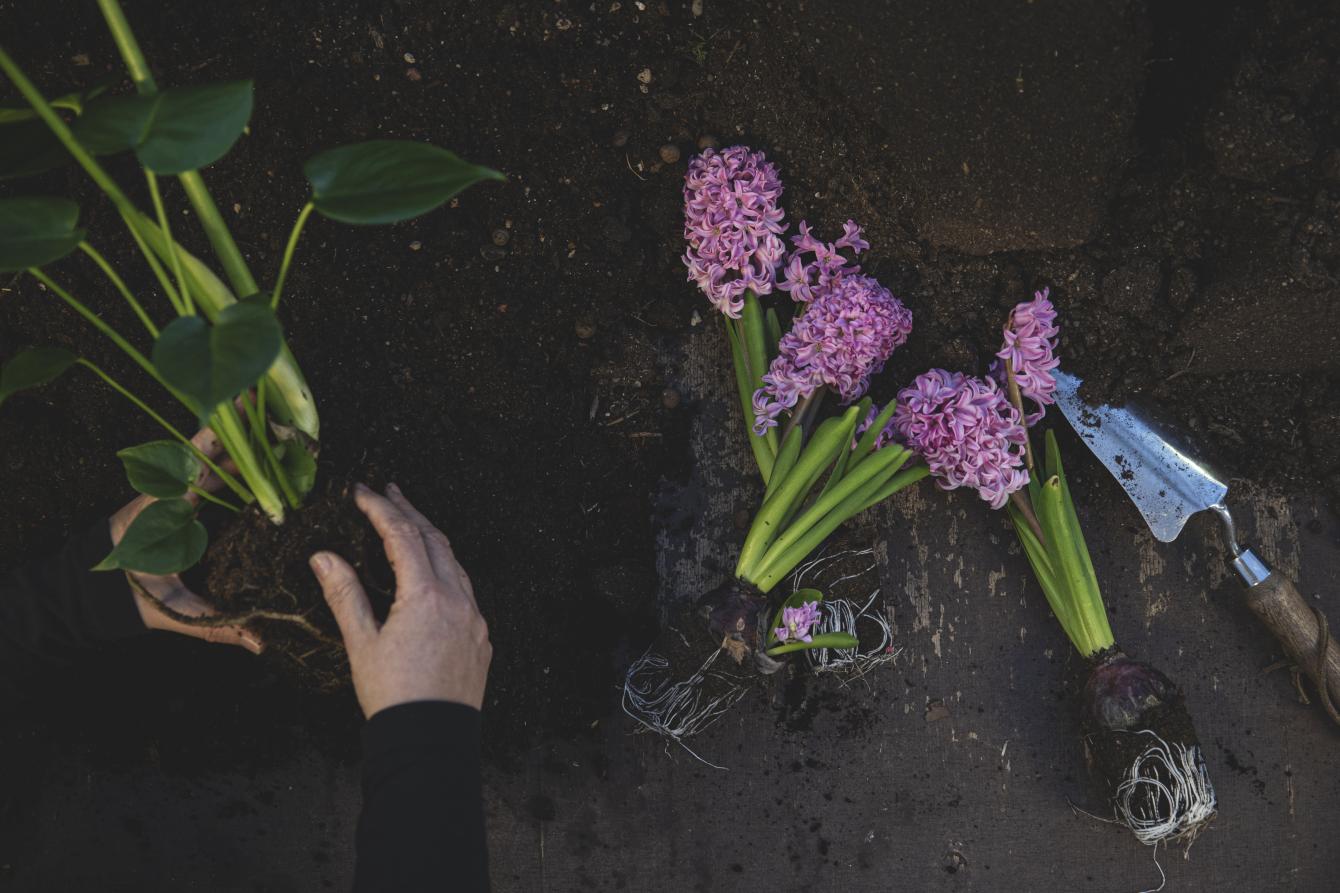 Snittblommor