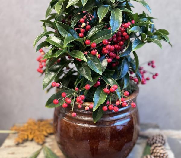 Ardisia i ytterkruka