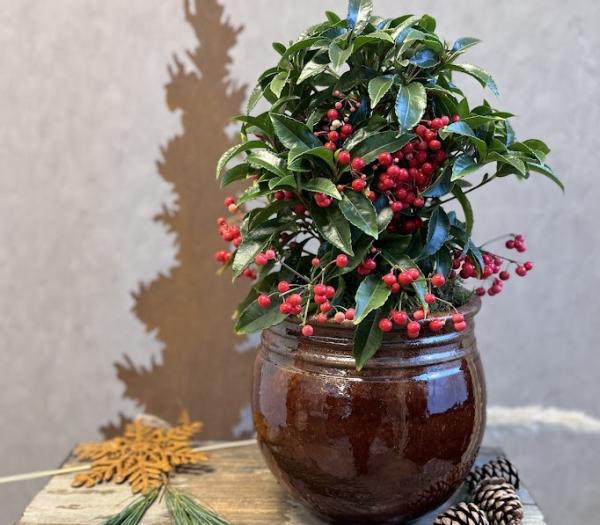 Ardisia med ytterkruka