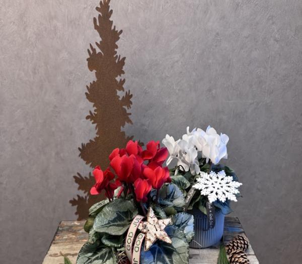 Arrangemang med cyklamen