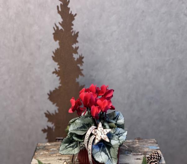 Arrangemang med cyklamen