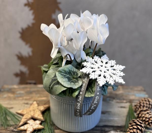 Arrangemang med cyklamen