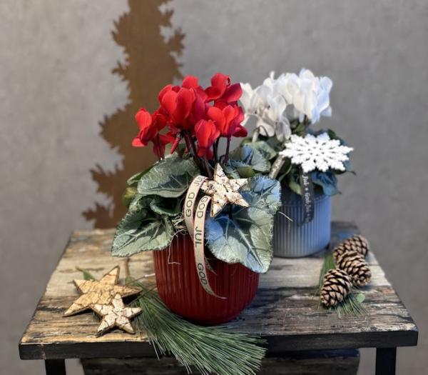 Arrangemang med cyklamen