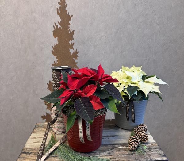 Arrangemang med julstjärna