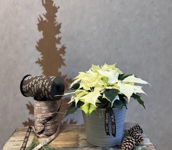 Arrangemang med julstjärna