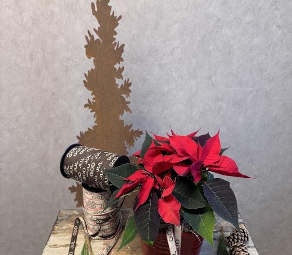 Arrangemang med julstjärna