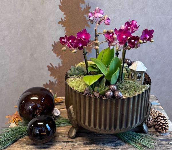 Elegant orchidèplantering