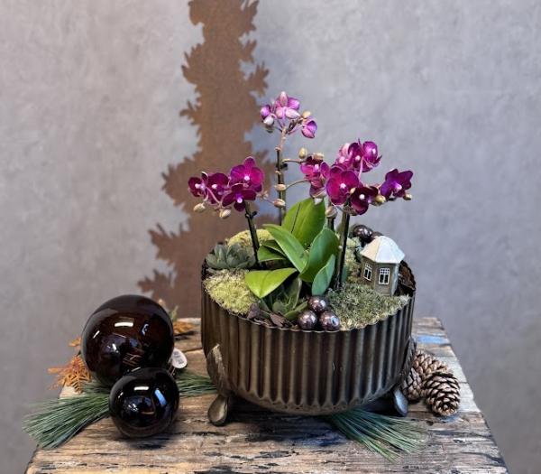 Elegant orchidèplantering