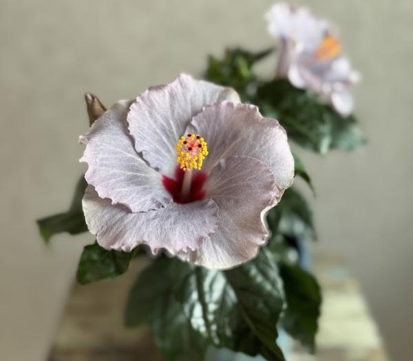 Hibiskus