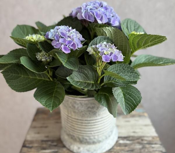 Hortensia