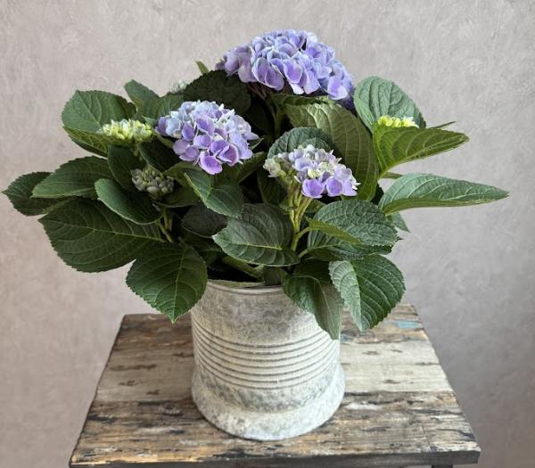 Hortensia