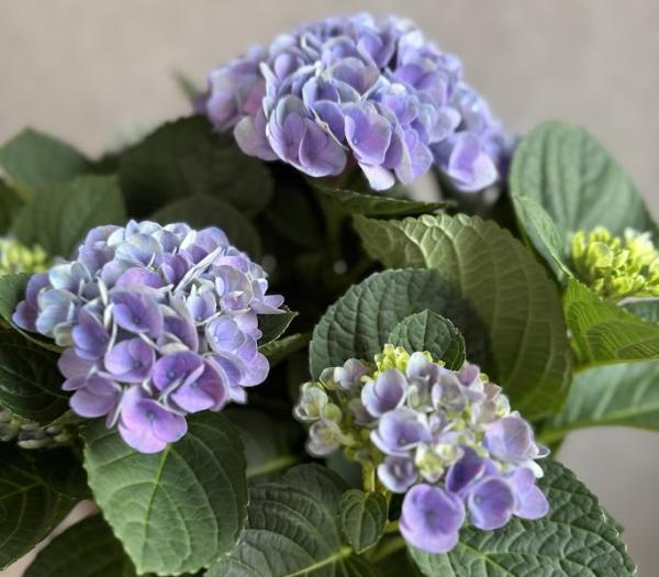 Hortensia