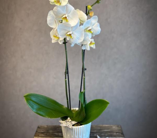Arrangemang med orchidè