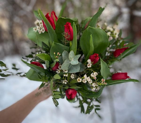 Säsongens röda tulpaner