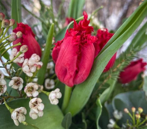 Säsongens röda tulpaner