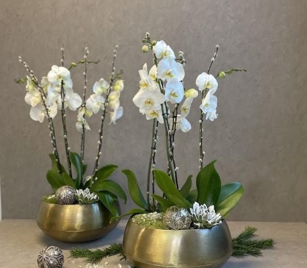 Lyxig orchidèplantering