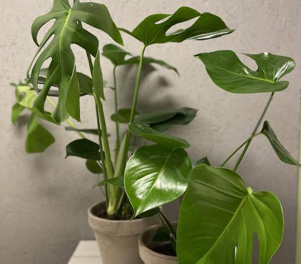 Monstera med lerkruka & fat