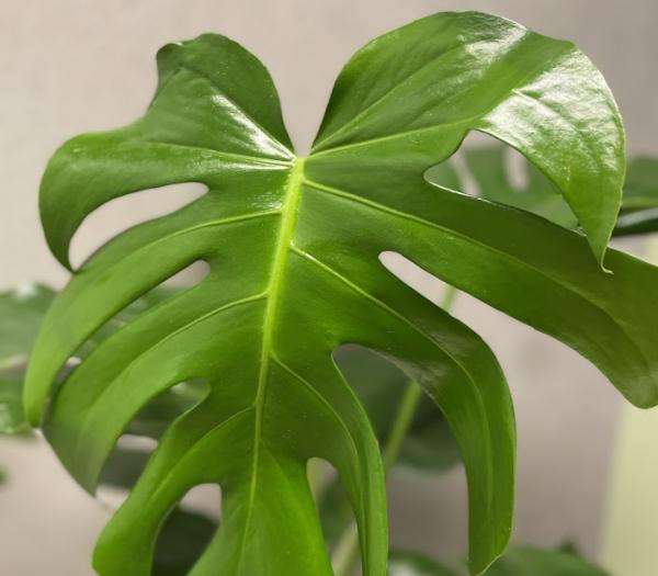 Monstera med lerkruka & fat