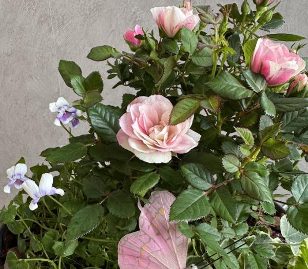 Rosa ros arrangemang