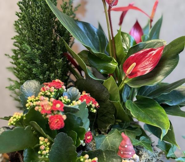 Traditionell julplantering