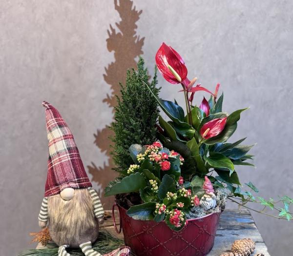 Traditionell julplantering