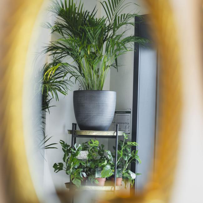 Guldpalm