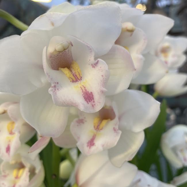 Cymbidium